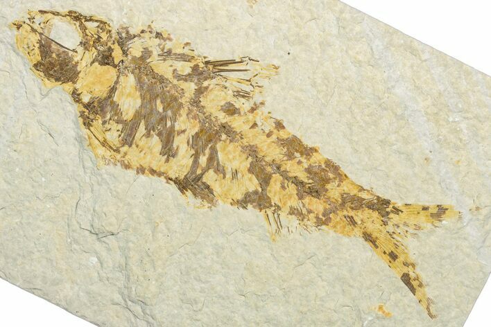 Bargain, Fossil Fish (Knightia) - Wyoming #346027